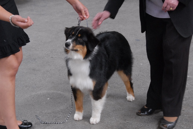 Sr.fairview come back home (faya) de l'Orée des charmois - 1très prometteur meilleur puppy