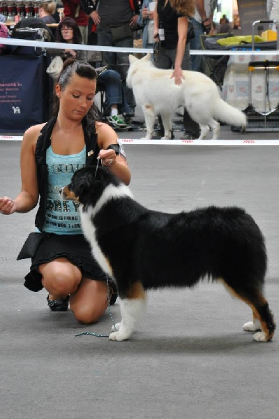 Sr.fairview come back home (faya) de l'Orée des charmois - 2ème excellent