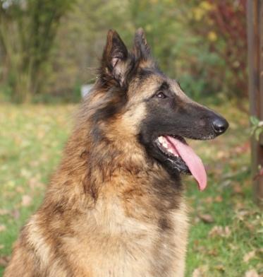 Publication : de la Belgerie