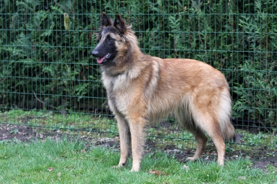 Publication : de la Belgerie