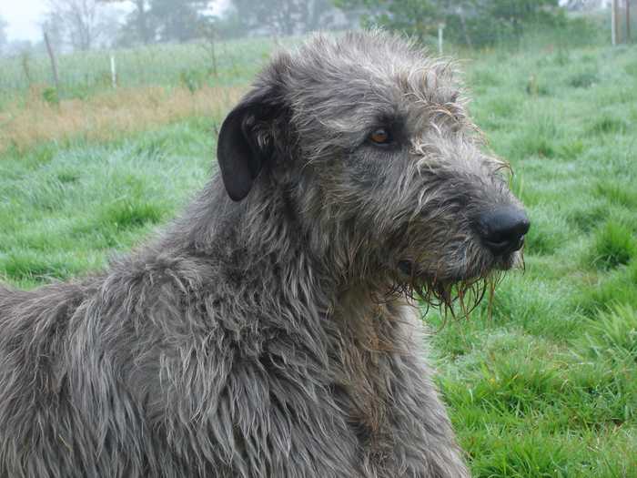 Publication : des Géants de la Bernaline Auteur : Capel et Jolibois Bernadette