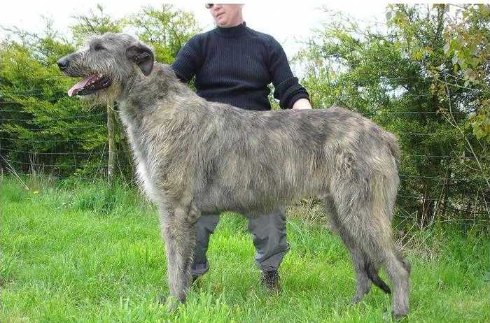 Publication : des Géants de la Bernaline Auteur : Capel et Jolibois Bernadette