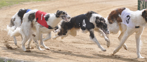 CH. Elvira de Prjevalski