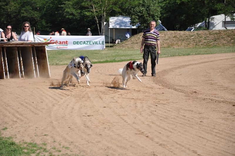 CH. Elvira de Prjevalski