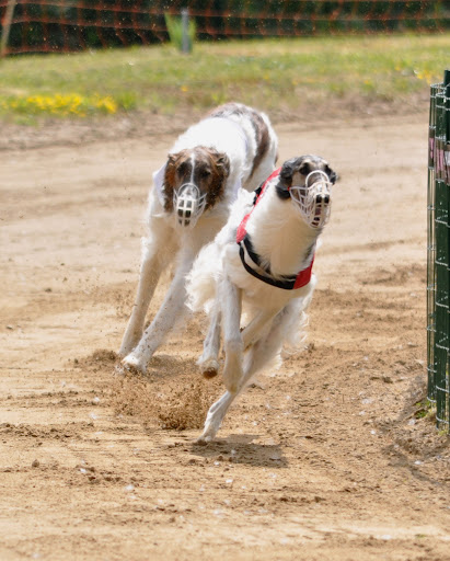 CH. Elvira de Prjevalski