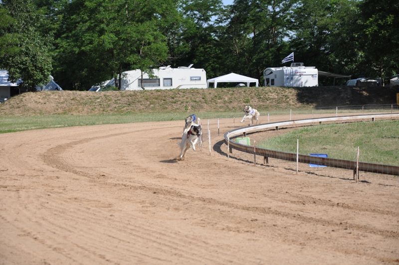 CH. Elvira de Prjevalski