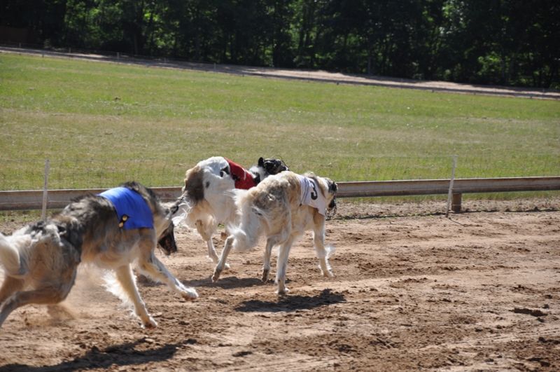 CH. Elvira de Prjevalski