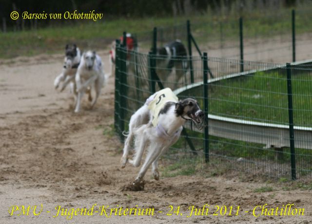 CH. Elvira de Prjevalski