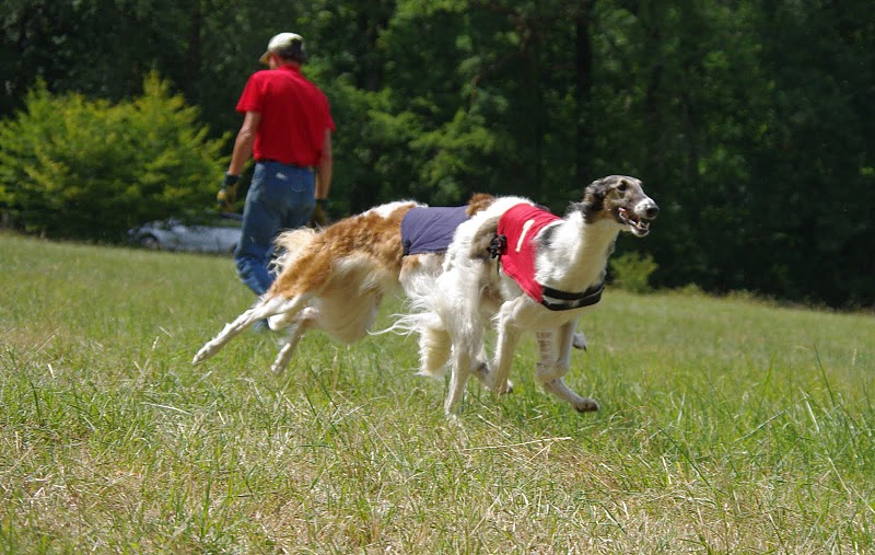 CH. Elvira de Prjevalski