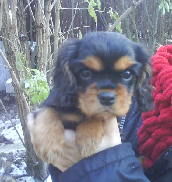 Publication : de Nais Line Auteur : Vautard Anais