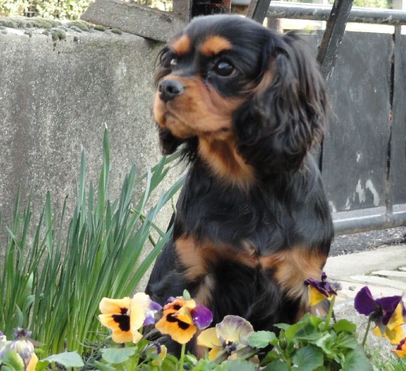 Publication : de Nais Line Auteur : Vautard Anais