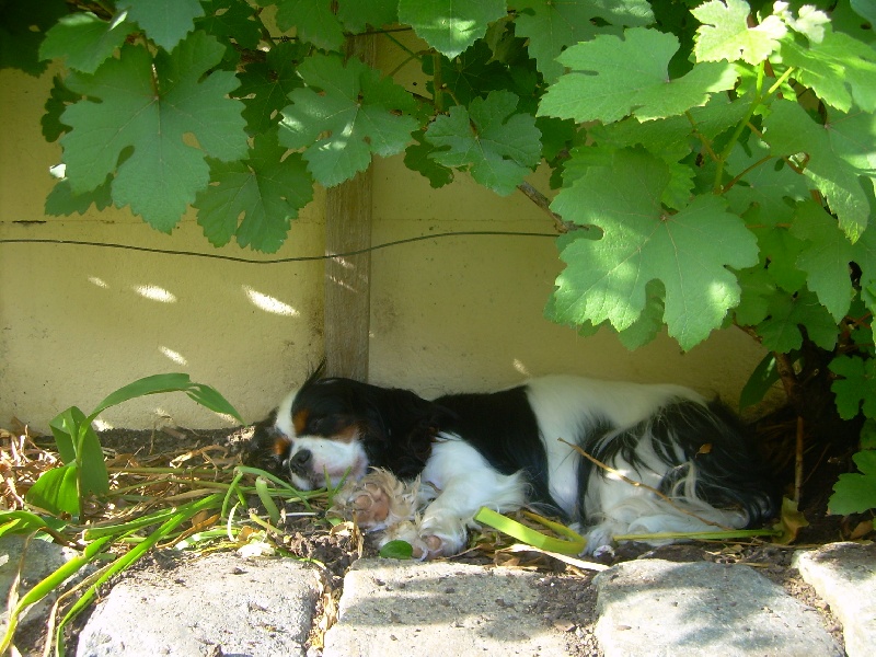 Publication : de Nais Line Auteur : anais vautard