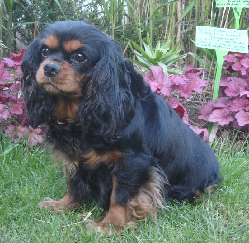 Publication : de Nais Line Auteur : Vautard Anais