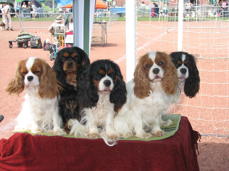 Flash dance of Sevijean's - RCACS en unicolore