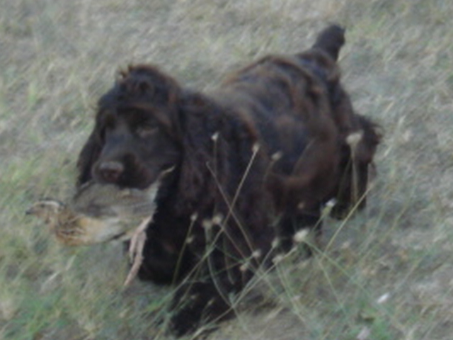 Publication : du Bois Vayernaude