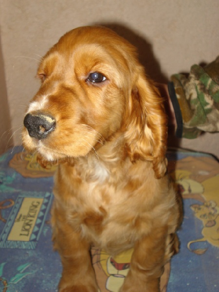 Publication : du Bois Vayernaude