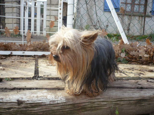 Publication : du Marquis de Longuelance Auteur : vivette.maurin