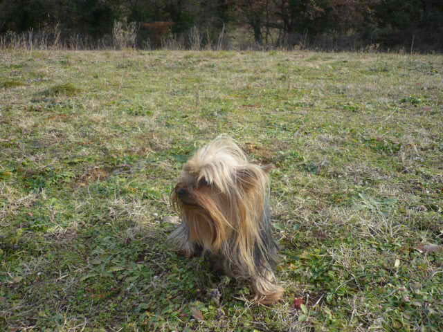 Publication : du Marquis de Longuelance Auteur : vivette.maurin