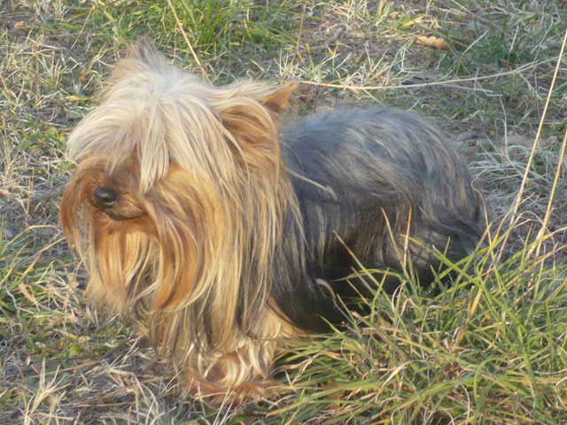 Publication : du Marquis de Longuelance Auteur : vivette.maurin