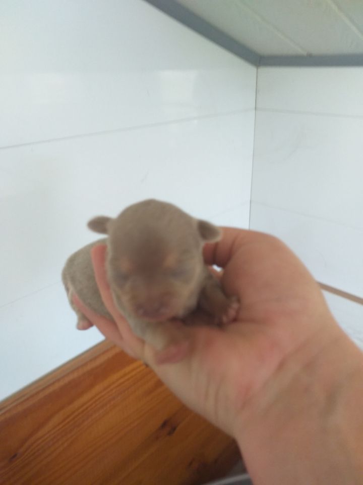 CHIOT - Chihuahua