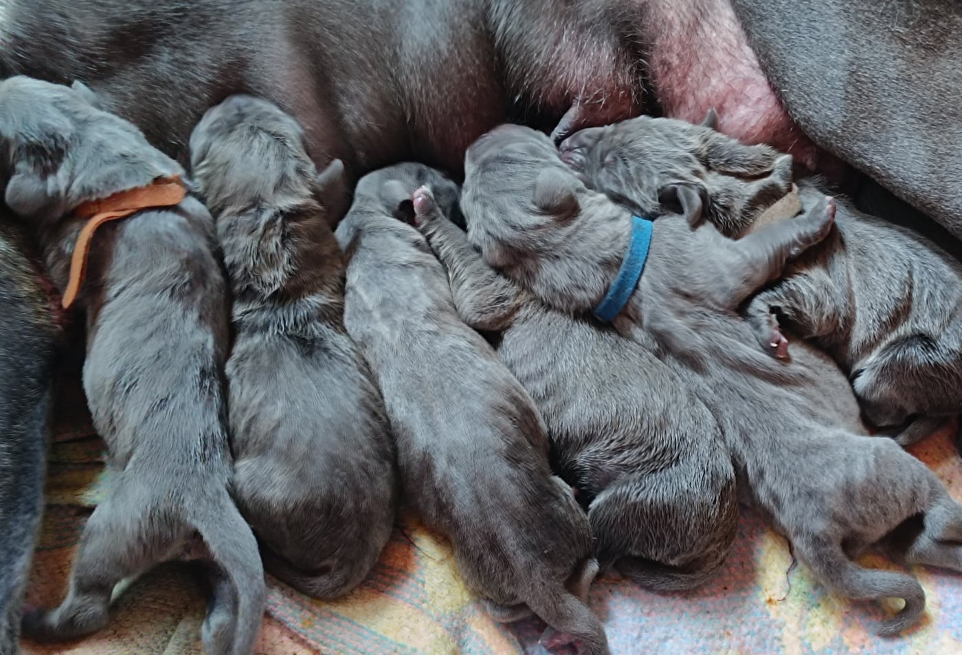 Chiot Dogue allemand