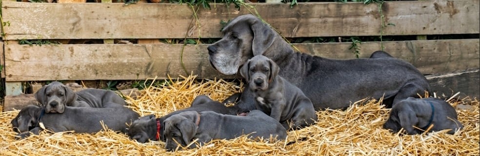 Dogue allemand - de l'hermine arlequine