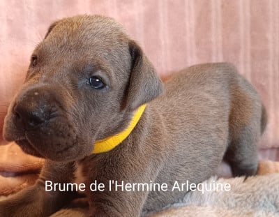 Les chiots de Dogue allemand