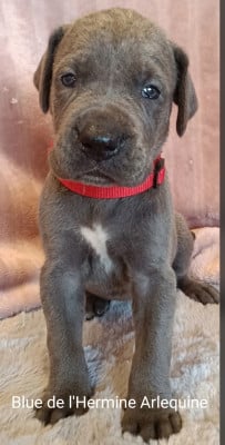 Les chiots de Dogue allemand