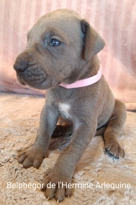Les chiots de Dogue allemand