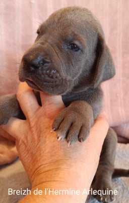 Les chiots de Dogue allemand