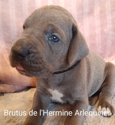 Les chiots de Dogue allemand