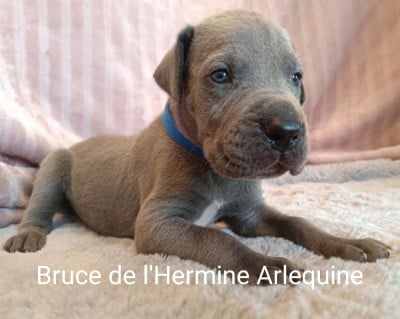 Les chiots de Dogue allemand