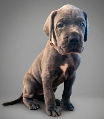 Les chiots de Dogue allemand