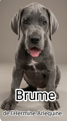 Les chiots de Dogue allemand