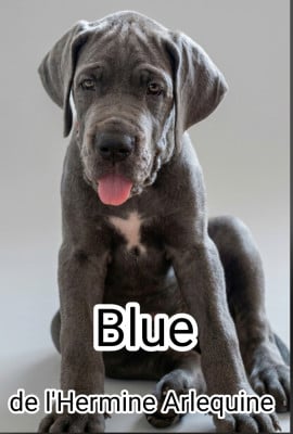 Les chiots de Dogue allemand