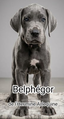 Les chiots de Dogue allemand