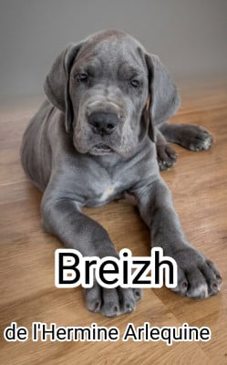 Les chiots de Dogue allemand