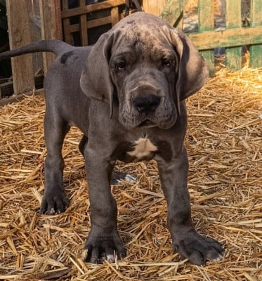 Les chiots de Dogue allemand