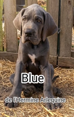 Les chiots de Dogue allemand