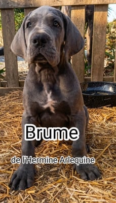 Les chiots de Dogue allemand