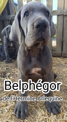 Les chiots de Dogue allemand