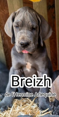 Les chiots de Dogue allemand