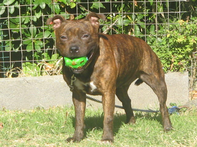 Red charming's Callice D-O