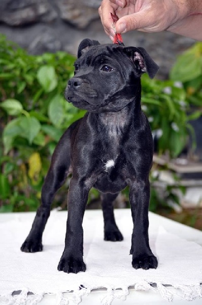 Publication : Red charming's Auteur : phocion