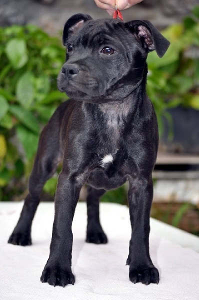 Publication : Red charming's Auteur : phocion