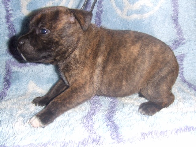 Red charming's Callice D-O