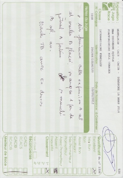 Hera Des Amours De Stafford - 1 Très prometteur classe puppy, Meilleur puppy