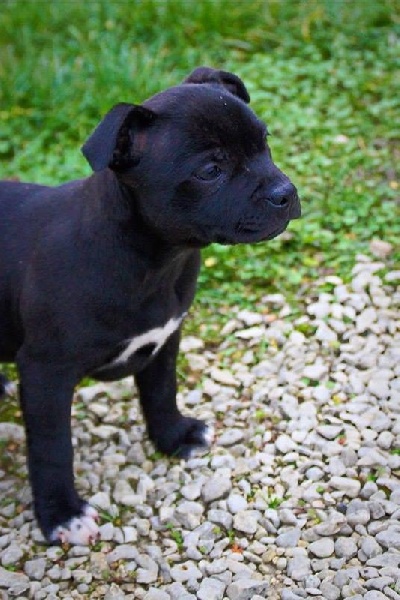 Hera Des Amours De Stafford - 1er EXC Classe Intermediaire