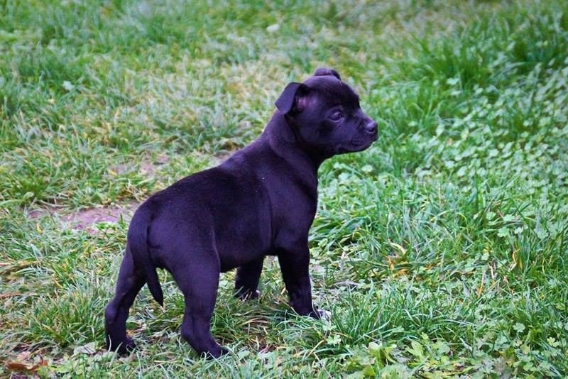 Hera Des Amours De Stafford - Excellent Classe Jeune