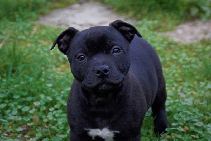 Hera Des Amours De Stafford - 3 eme Excellent